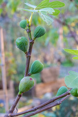 figs ripening on a fig tree