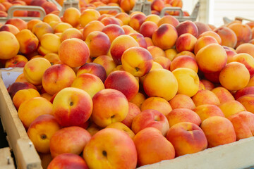 Heap of nectarines at a local organic farmers market. Colorful display of local market