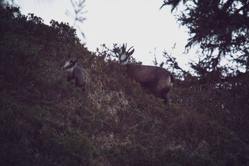 chamois female with his fawn at a autumn evening on the mountains