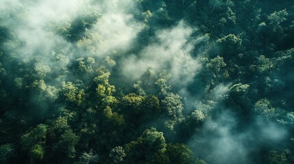 Fototapeta premium Aerial View of a Dense Forest Covered in Mist