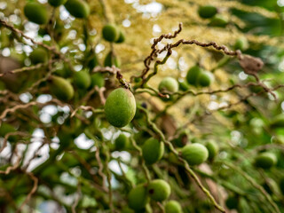 Bottle Palm's green fruits with beautiful orange light behind