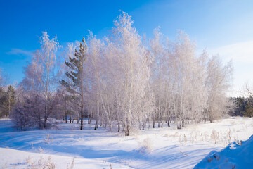 A tranquil winter landscape with frosted trees and a snowy field under a clear blue sky