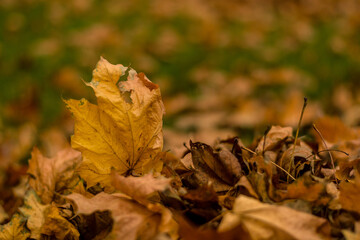 Maple leaf