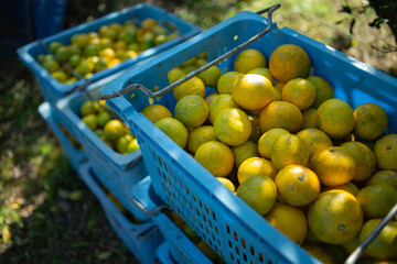 ゆこう（柚香）