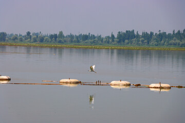 Birds and Boats on a Calm Lake with Mountain Background, Dal lake Kashmir