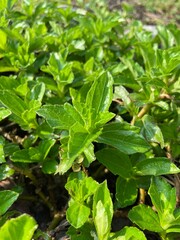close up of leaves of a plant