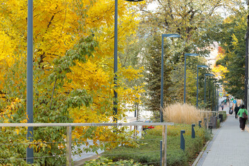 city street pavement path for people along road with trees in cold season time in America infrastructure object fence lanterns © Artem Kniaz