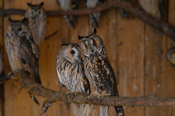 wild animal shelter two owls bird portrait on a decorative branch in wooden cabin cottage