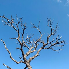 Tree limbs, clear skies