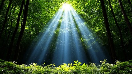 Obraz premium Sunlight Rays Through Forest Canopy Green Trees Nature Background