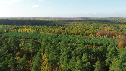 Naklejka premium Colorful autumn forest showing stunning fall foliage from above