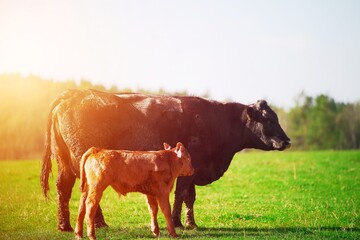 Herd of cows enjoying a sunny day