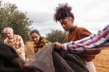 Farmers harvesting olives in orchard holding canvas for olive collection