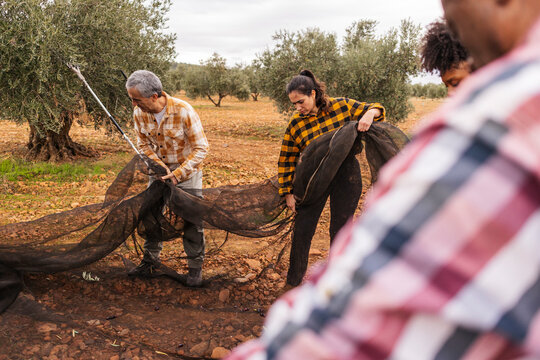Farmers harvesting olives in orchard using nets and teamwork