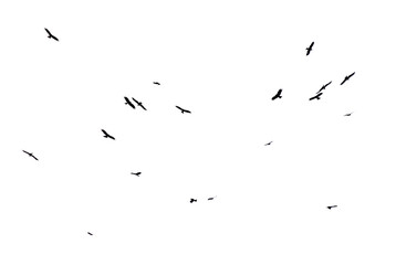 A flock of birds in flight isolated on a white background
