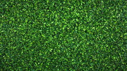 Lush green hedge, a natural privacy screen for serene gardens and tranquil landscapes