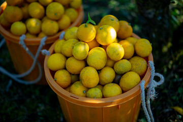 柚香（ゆこう）