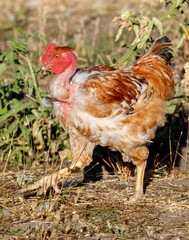 A chicken with a red head and white feathers is walking through a field