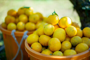 ゆこう（柚香）