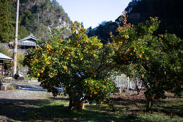 柚香（ゆこう）