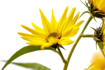 A yellow flower with a green stem
