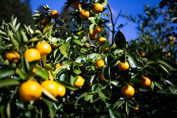 柚香（ゆこう）