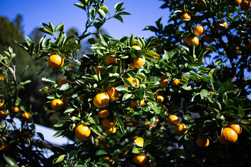 柚香（ゆこう）