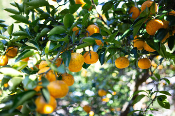 柚香（ゆこう）