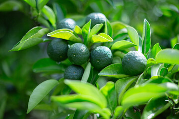 柚香（ゆこう）