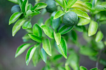 柚香（ゆこう）