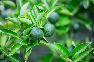 柚香（ゆこう）