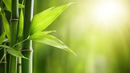 Sunkissed bamboo forest, a serene nature wallpaper background for tranquil, peaceful vibes