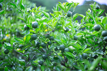 柚香（ゆこう）