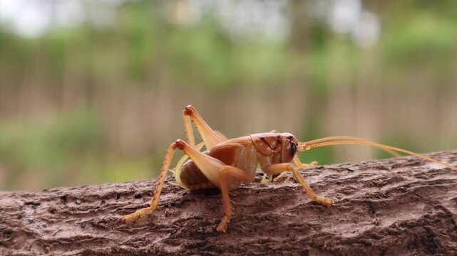 Camel cricket cleaning its antenna on branch