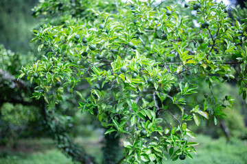 柚香（ゆこう）