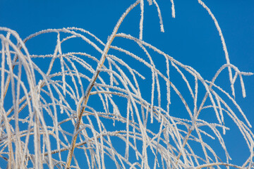 A tree with a lot of snow on it is in front of a blue sky