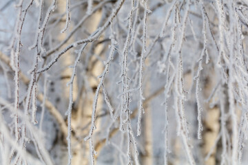 A tree covered in snow, with its branches covered in frost