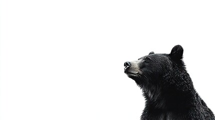 Black bear photo in a cute pose against a clean white background, capturing the full body of a large bear, perfect for adding a touch of nature to your designs. Copy space available.