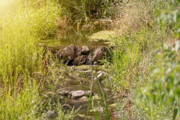 Stream water flowing between stones at sunset