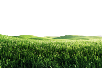 green wheat field transparant