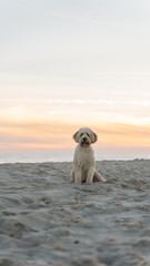 Cute Dog Sitting in Sand at Sunset