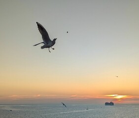 Seagull catching food at sunset over the ocean.