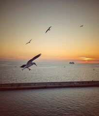 Seagull at sunset over ocean