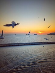 Seagulls over the sea at sunset.