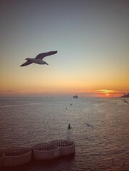 Serene ocean sunset with seagulls and distant ship.