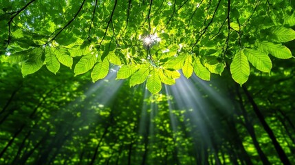 Fototapeta premium Sunlight Through Green Leaves in Summer Forest Canopy