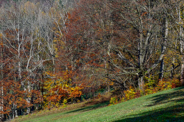 Naklejka premium Herbstwald