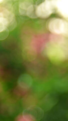Obraz premium Abstract blurred green bokeh nature for background.