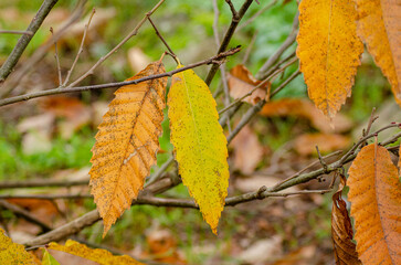 sweet chestnut tree leaves in autumn, seasonal background for fall concept