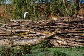 Ardea alba. Great Egret or White Heron on stacked poplar trunks.